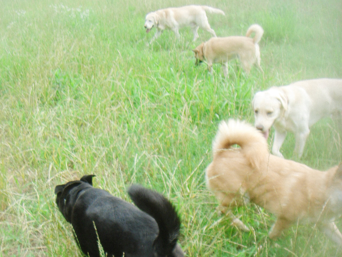 Always with Dogs